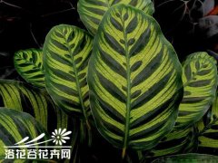 孔雀竹芋叶片萎缩怎么办？