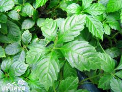 绞股蓝的栽培技术