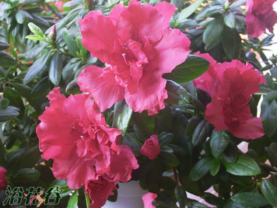 <a href='https://www.861230.com/guanhuazhiwu/31.html' target='_blank'><u>杜鹃花</u></a>什么时候开