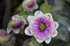雪割草怎么养(图)