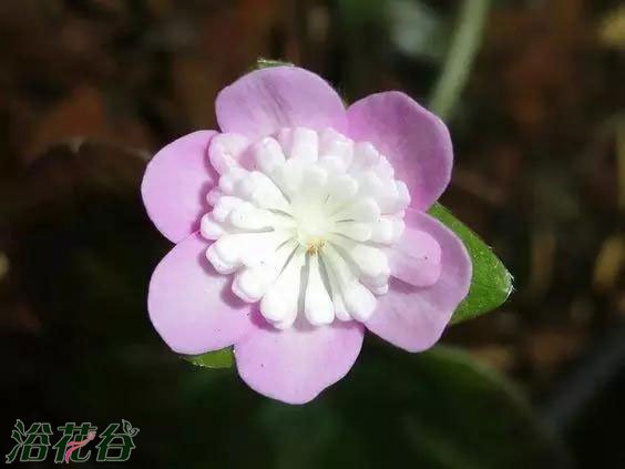 雪割草怎么养(图)