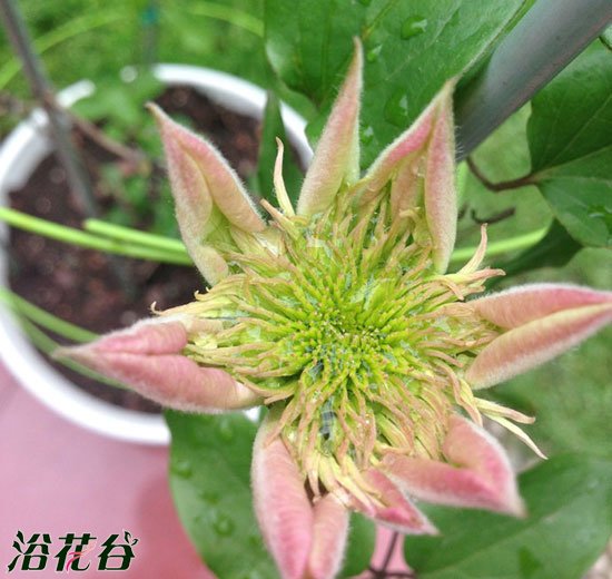 <a href='https://www.861230.com/guanhuazhiwu/6709.html' target='_blank'><u>铁线莲</u></a>皇帝是早花吗（附资料）