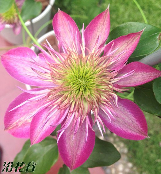 <a href='https://www.861230.com/guanhuazhiwu/6709.html' target='_blank'><u>铁线莲</u></a>皇帝是早花吗（附资料）