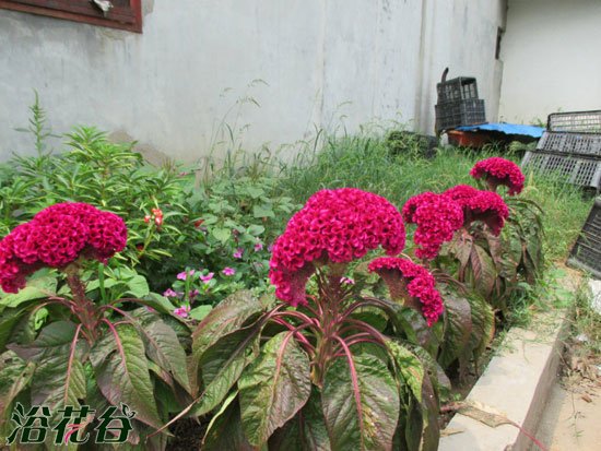 鸡冠花什么时候开花(正常花期7-10月份)