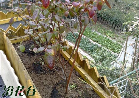 蓝莓什么时候浇水好（心得篇）