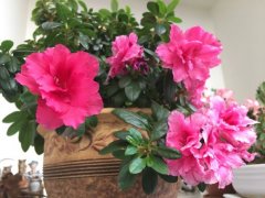 新买的杜鹃花怎么养|管住手