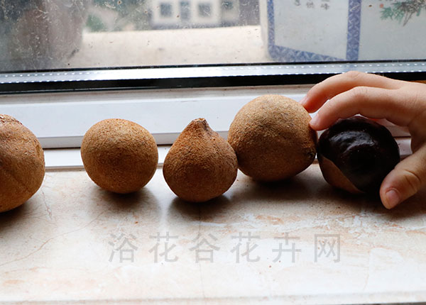 七叶树果实