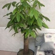 关于发财树树干的那些事