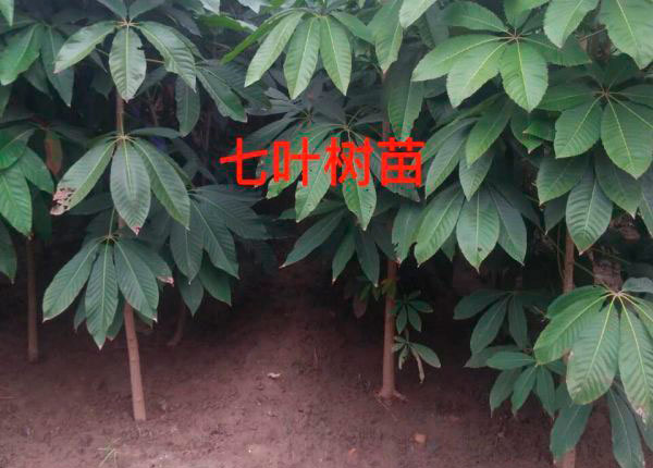 七叶树