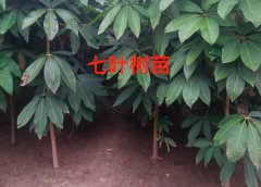 七叶树与发财树的区别（完全两种树）