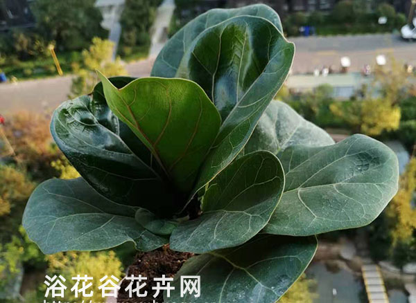 琴叶榕长得快吗
