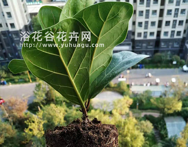 琴叶榕长得快吗