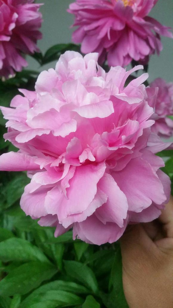 <a href='https://www.861230.com/guanhuazhiwu/6751.html' target='_blank'><u>芍药</u></a>什么时候分株最好