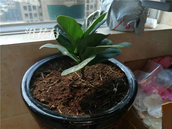 琴叶榕小苗多久能长１米