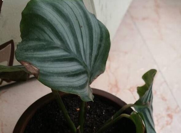青苹果竹芋叶子焦边下垂怎么办