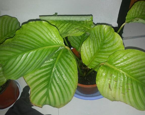青苹果竹芋叶子焦边下垂怎么办