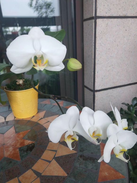 <a href='https://www.861230.com/guanhuazhiwu/6598.html' target='_blank'><u>蝴蝶兰</u></a>会一直开花吗