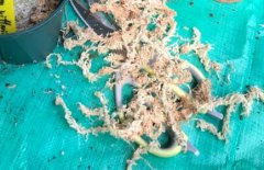 新西兰水苔和智利水苔哪个好