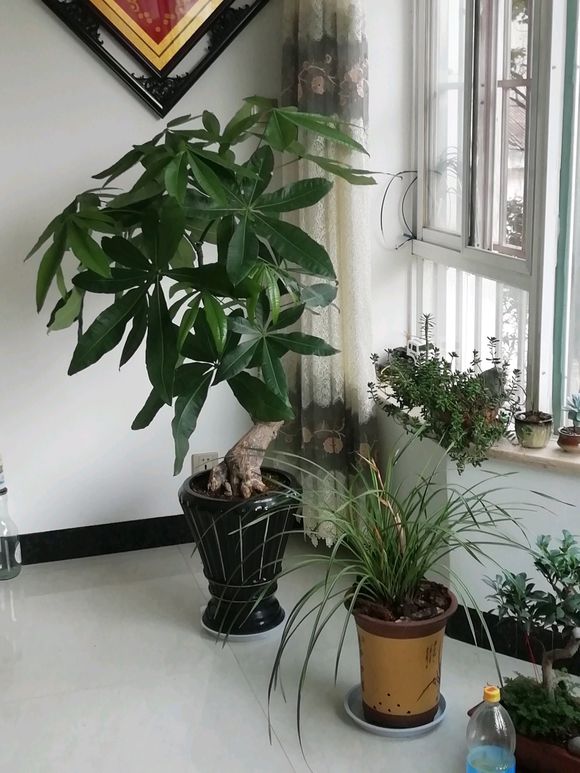 发财树用什么盆好看