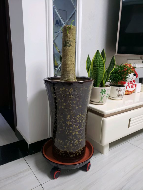 发财树用什么盆好看