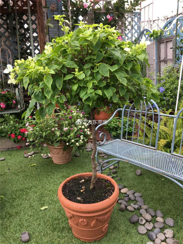 三角<a href='https://www.861230.com/guanhuazhiwu/9.html' target='_blank'><u>梅</u></a>棒棒糖修剪图解