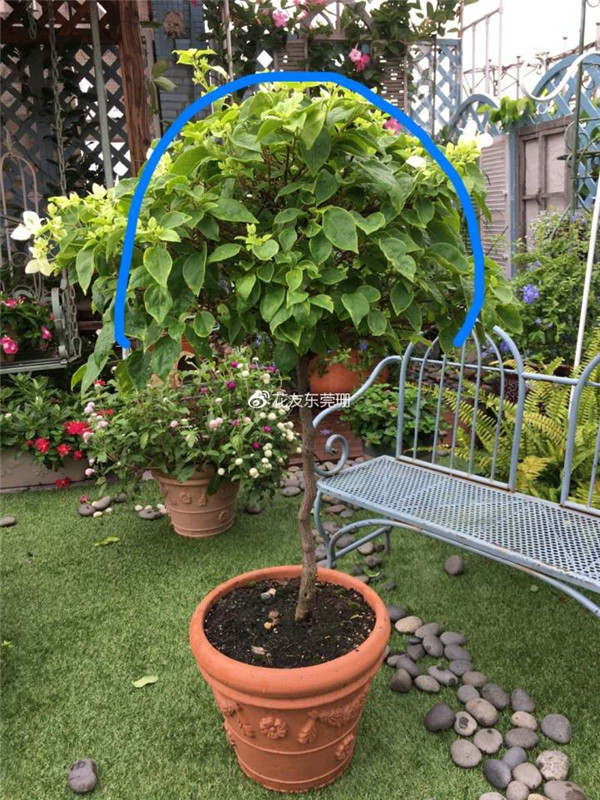 三角<a href='https://www.861230.com/guanhuazhiwu/9.html' target='_blank'><u>梅</u></a>棒棒糖修剪图解