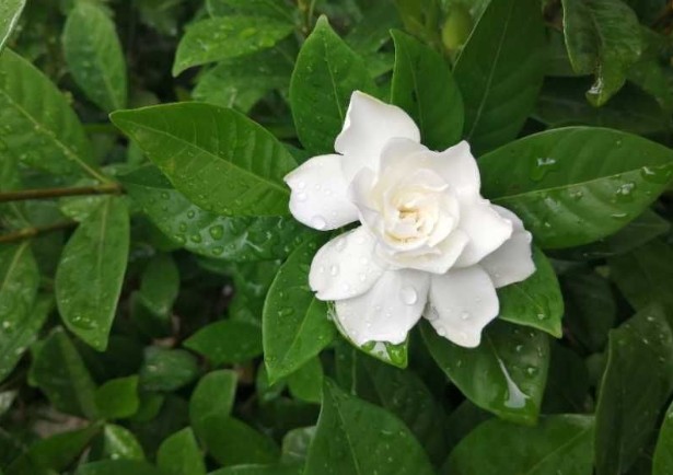 <a href='https://www.861230.com/guanhuazhiwu/11.html' target='_blank'><u>栀子花</u></a>一年开几次花