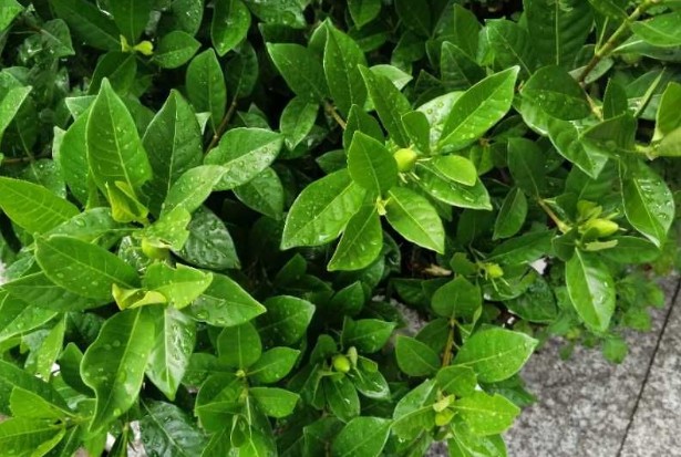 <a href='https://www.861230.com/guanhuazhiwu/11.html' target='_blank'><u>栀子花</u></a>一年开几次花