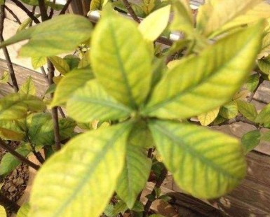 <a href='https://www.861230.com/guanhuazhiwu/11.html' target='_blank'><u>栀子花</u></a>一年开几次花