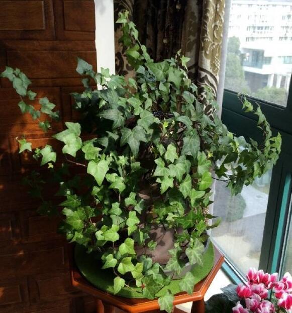 常春藤盆栽要不要修剪