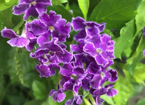 蕾丝金露花适合大盆吗