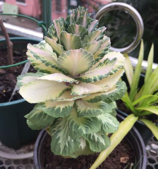 羽衣甘蓝盆栽能活几年