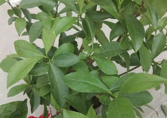飘香藤不开花只长藤