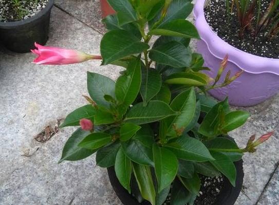 飘香藤不开花只长藤