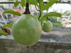 百香果实生苗优缺点