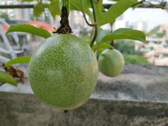 百香果冬天会落叶吗