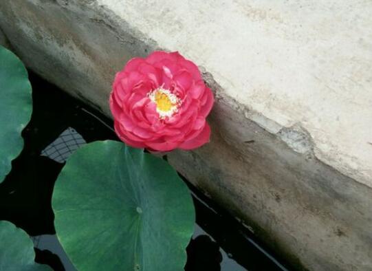 子夜<a href='https://www.861230.com/guanhuazhiwu/1062.html' target='_blank'><u>荷花</u></a>的花大吗