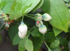 蓝莓几月份出花芽