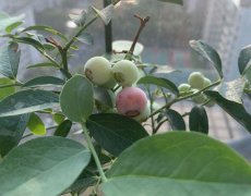 蓝莓摘果后怎么修剪(盆栽)