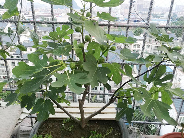 无花果打顶摘心