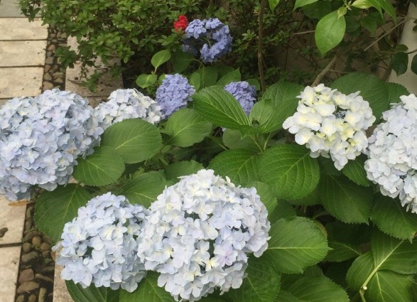 <a href='https://www.861230.com/guanhuazhiwu/6639.html' target='_blank'><u>绣球花</u></a>