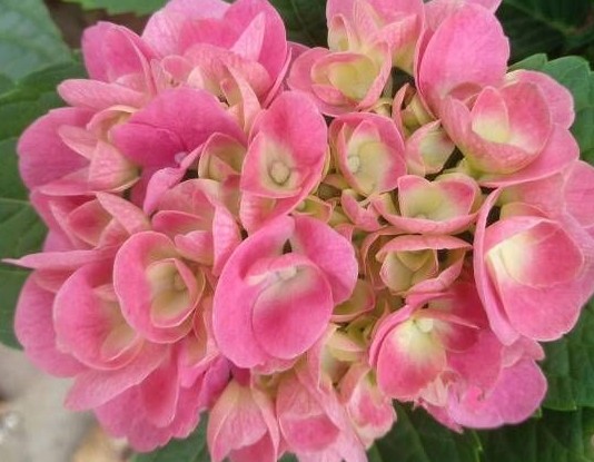 <a href='https://www.861230.com/guanhuazhiwu/6639.html' target='_blank'><u>绣球花</u></a>