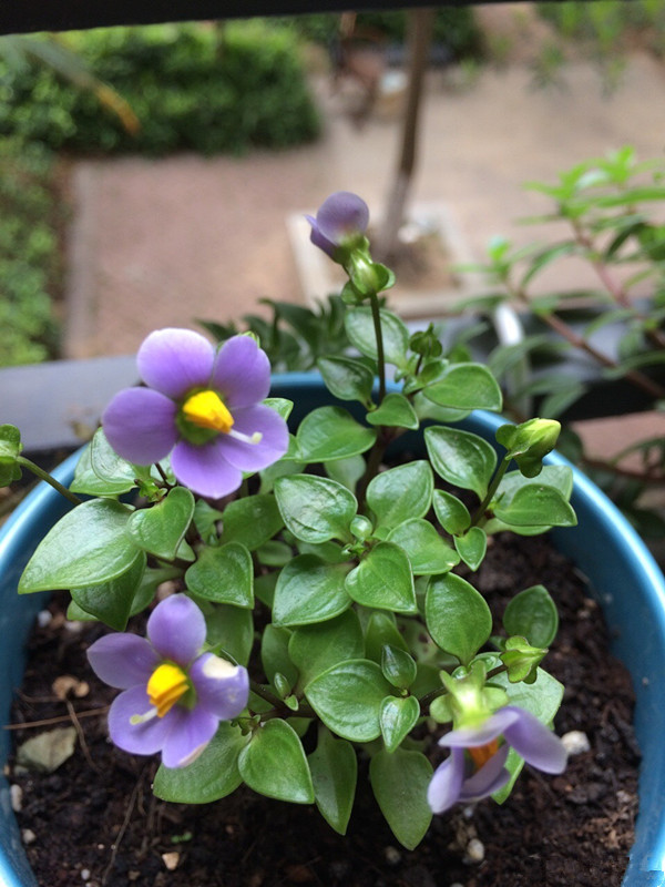 紫芳草