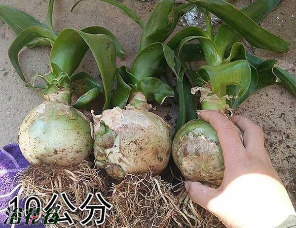 虎眼万年青最大长多大