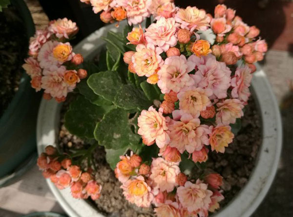 长寿花怎么施肥