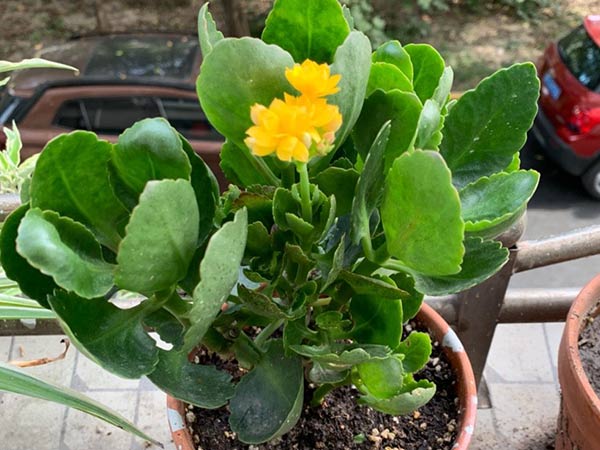 长寿花怎么施肥