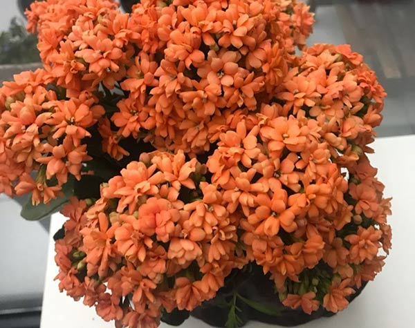 长寿花怎么施肥