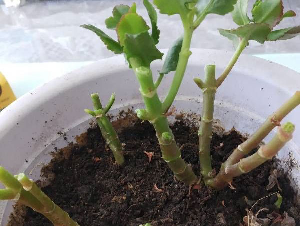 长寿花怎么分枝
