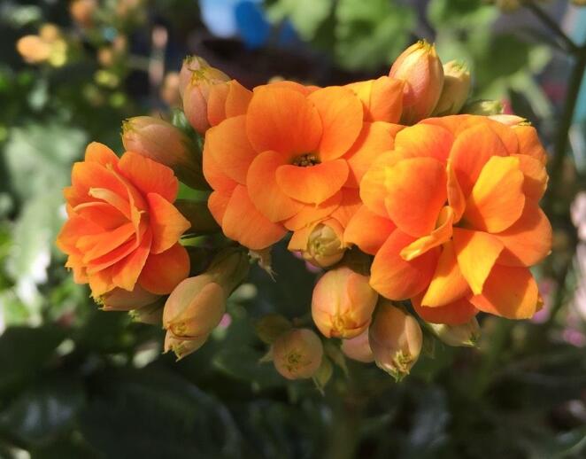 长寿花养几年才能开花