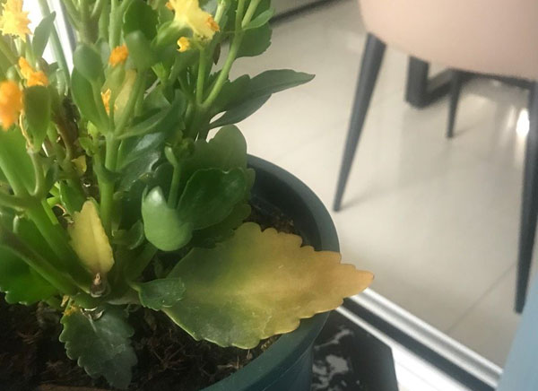 长寿花浇多了水怎么办